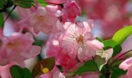最新爆料小鱼海棠,揭秘神秘海洋生物的奇幻之旅